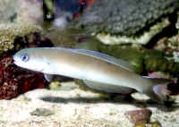  Hoplolatilus chlupatyi (Chameleon Tilefish)